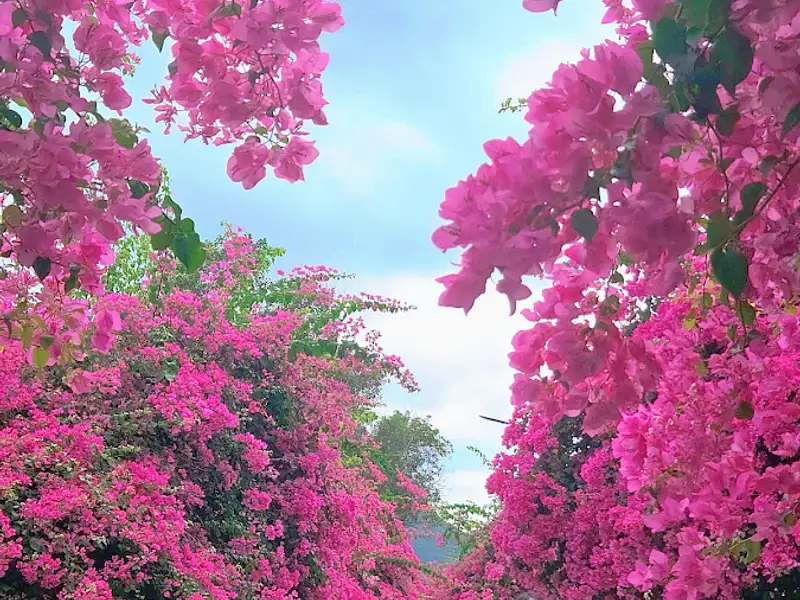Bougainvillea lane and murals, photo 6