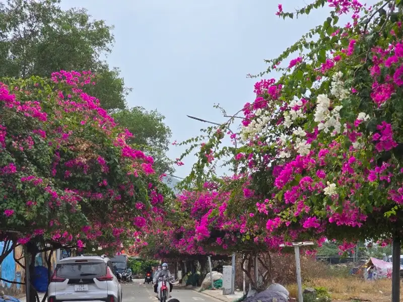 Bougainvillea lane and murals, photo 7