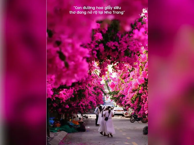 Bougainvillea lane and murals, photo 9